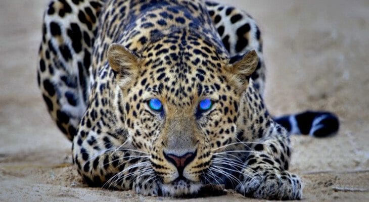 Disciplina em Negociação de Opções Binárias 1 Algumas Características de Traders Bem-Sucedidos - Forex Digital