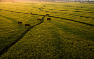 Líderes Globais em Produção Agrícola: Gigantes que Alimentam